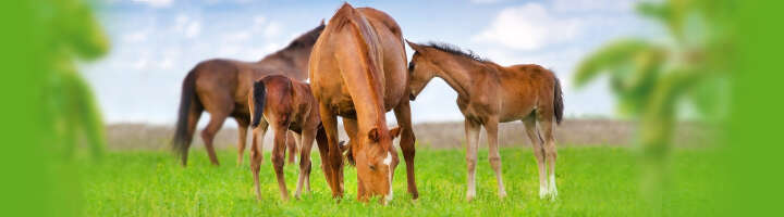 zucht und fohlenfutter kategorieeinstiegsbanner